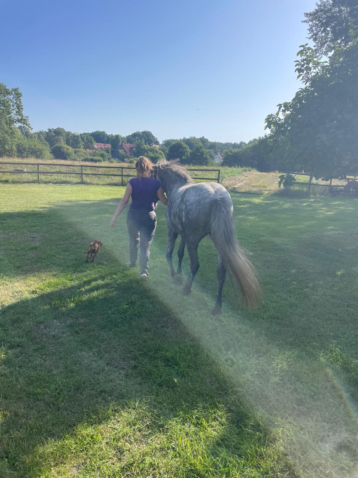 Unser Garten, Besuch vom Nachbarspferd ;)