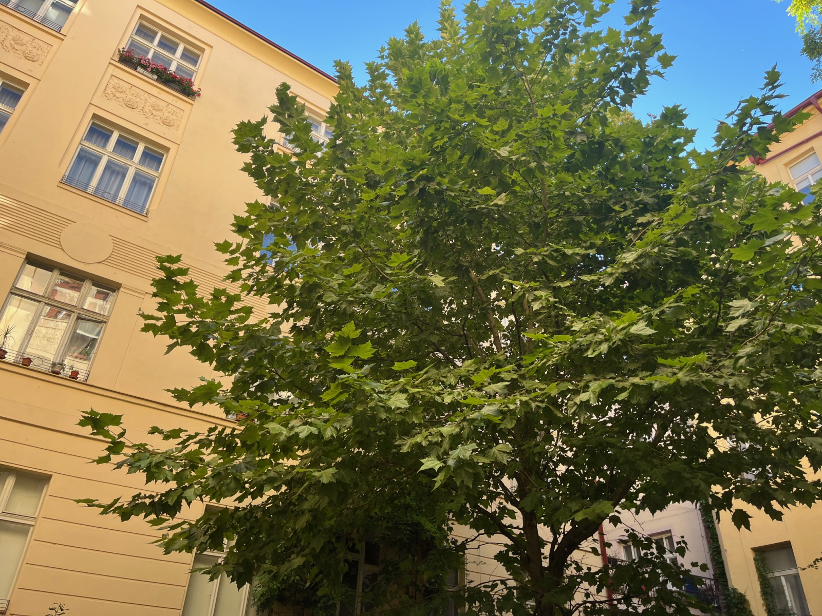 Cozy, quiet apartment in Prague's Nove Mesto district. As central as you can get, but in an area less touristy than Old Town. Surrounded by a lively neighborhood with plentiful restaurants, cafes, tourist attractions.