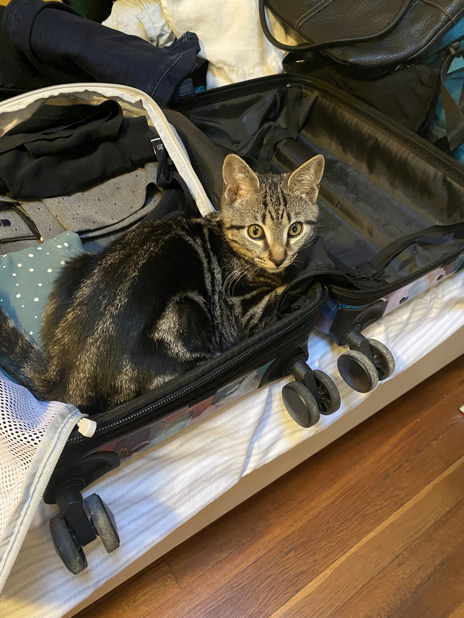 Situata in centro a DC con un gatto carino