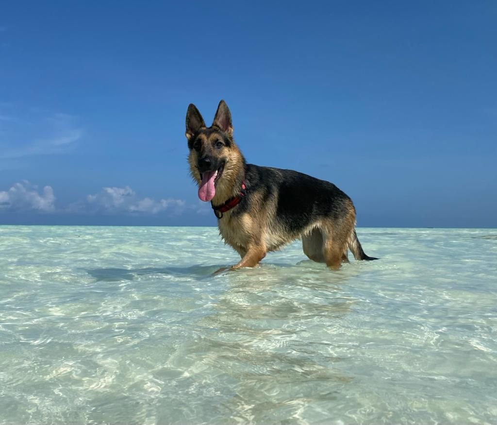 My Yippie at the "dog beach" where we go several days per week