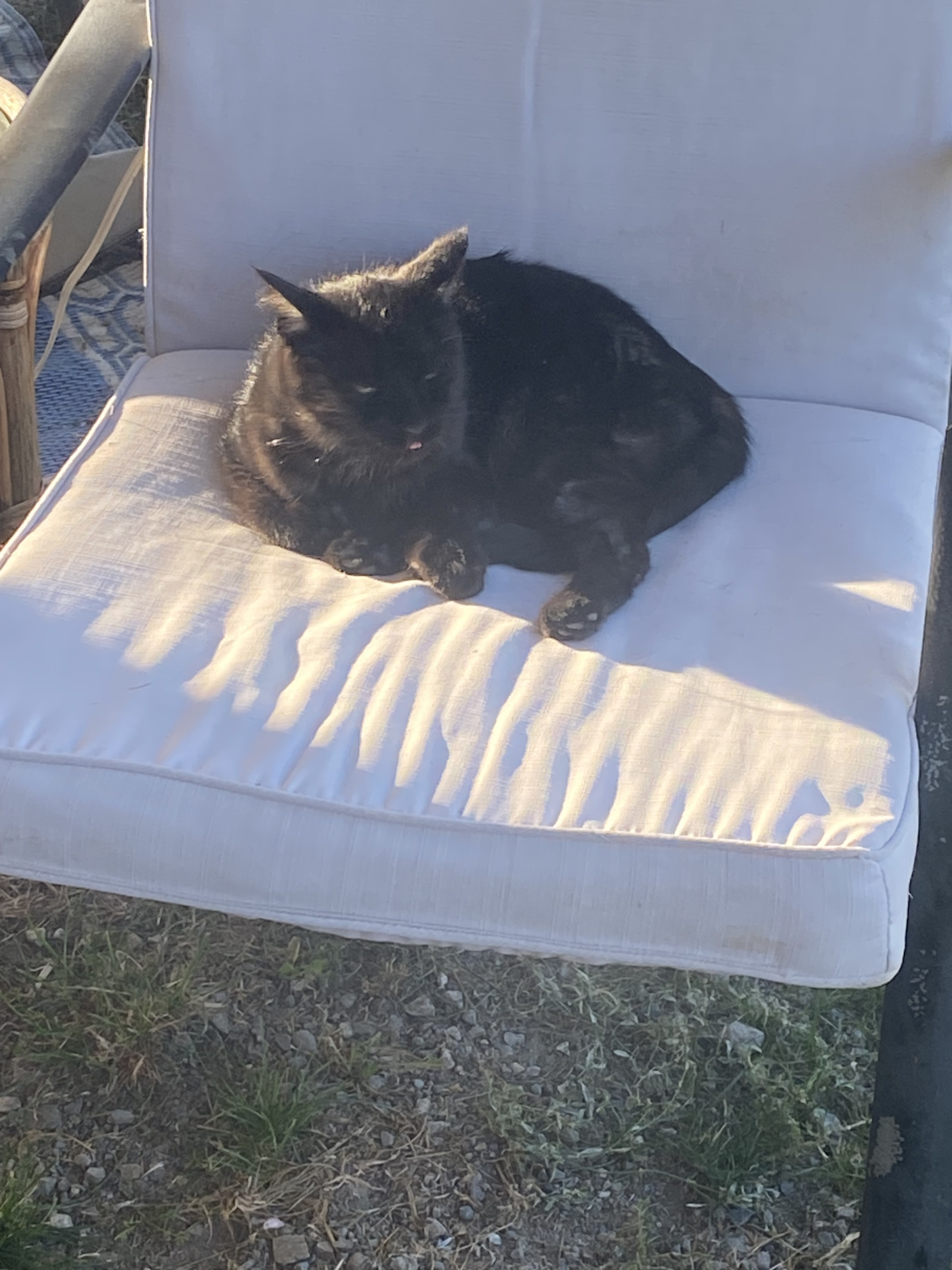 Charlie - ze houdt van aandacht, maar leeft buiten. De kat van de boerderij