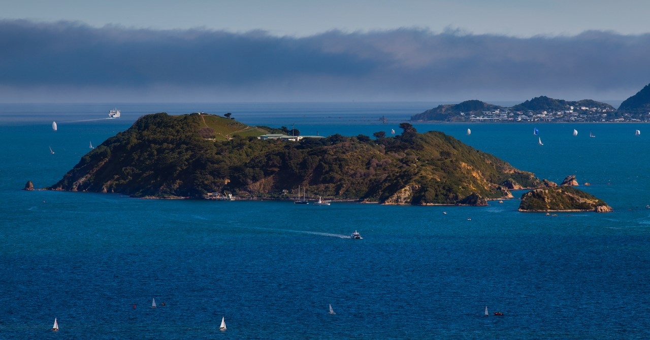 Neem de East by West veerboot naar Matiu/Somes Island.