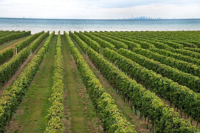 Nous avons de nombreux magnifiques domaines viticoles près de chez nous, à quelques minutes en voiture, avec de magnifiques vues sur le lac et la ville de Toronto de l’autre côté de l’eau.