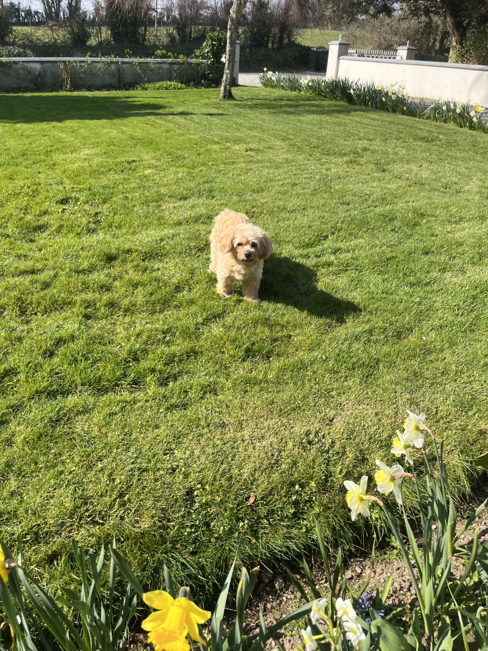 Nuestro hermoso perro muy mayor que es tan tranquilo como un ratón❣️