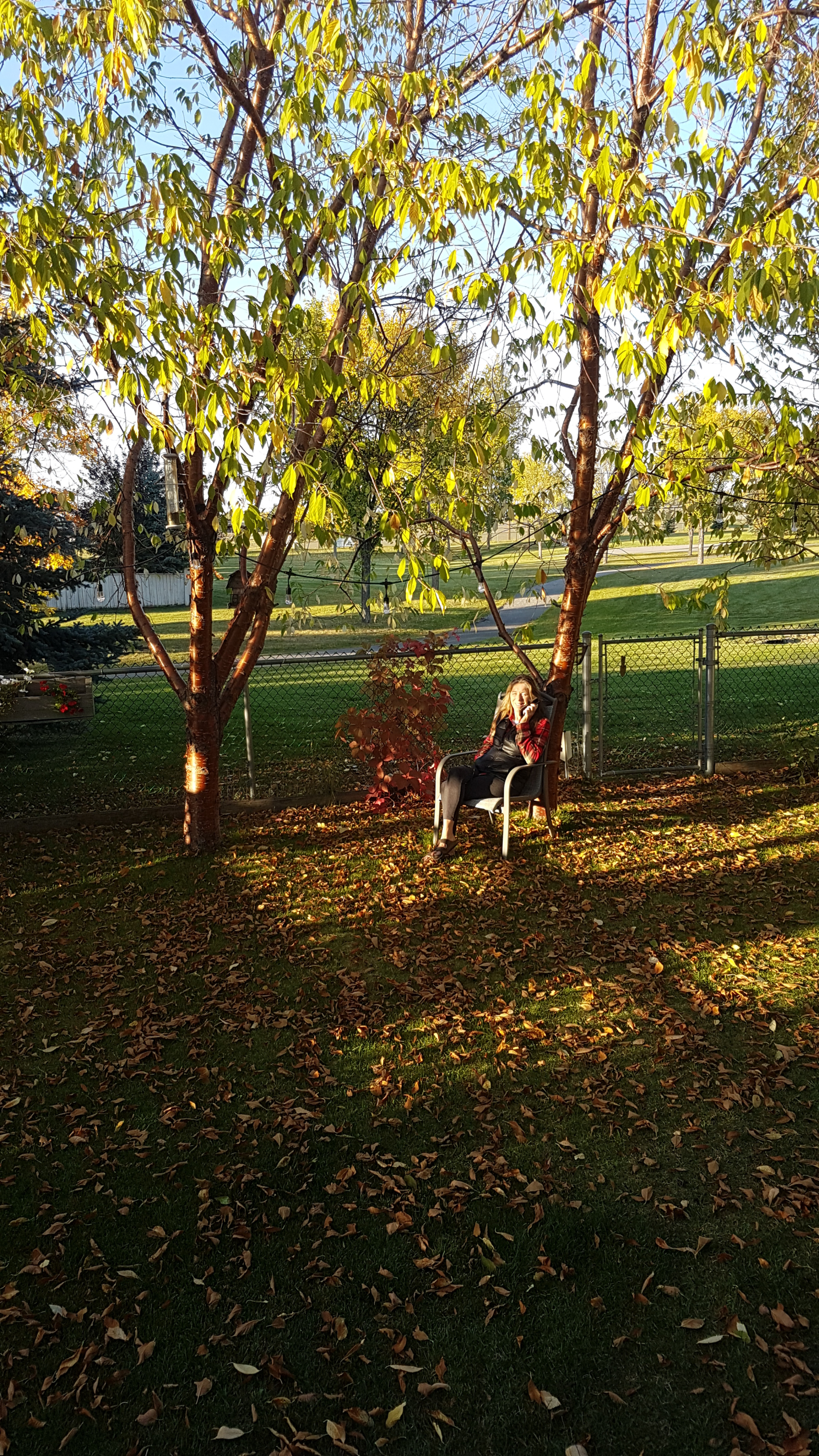 Autumn in the back yard.