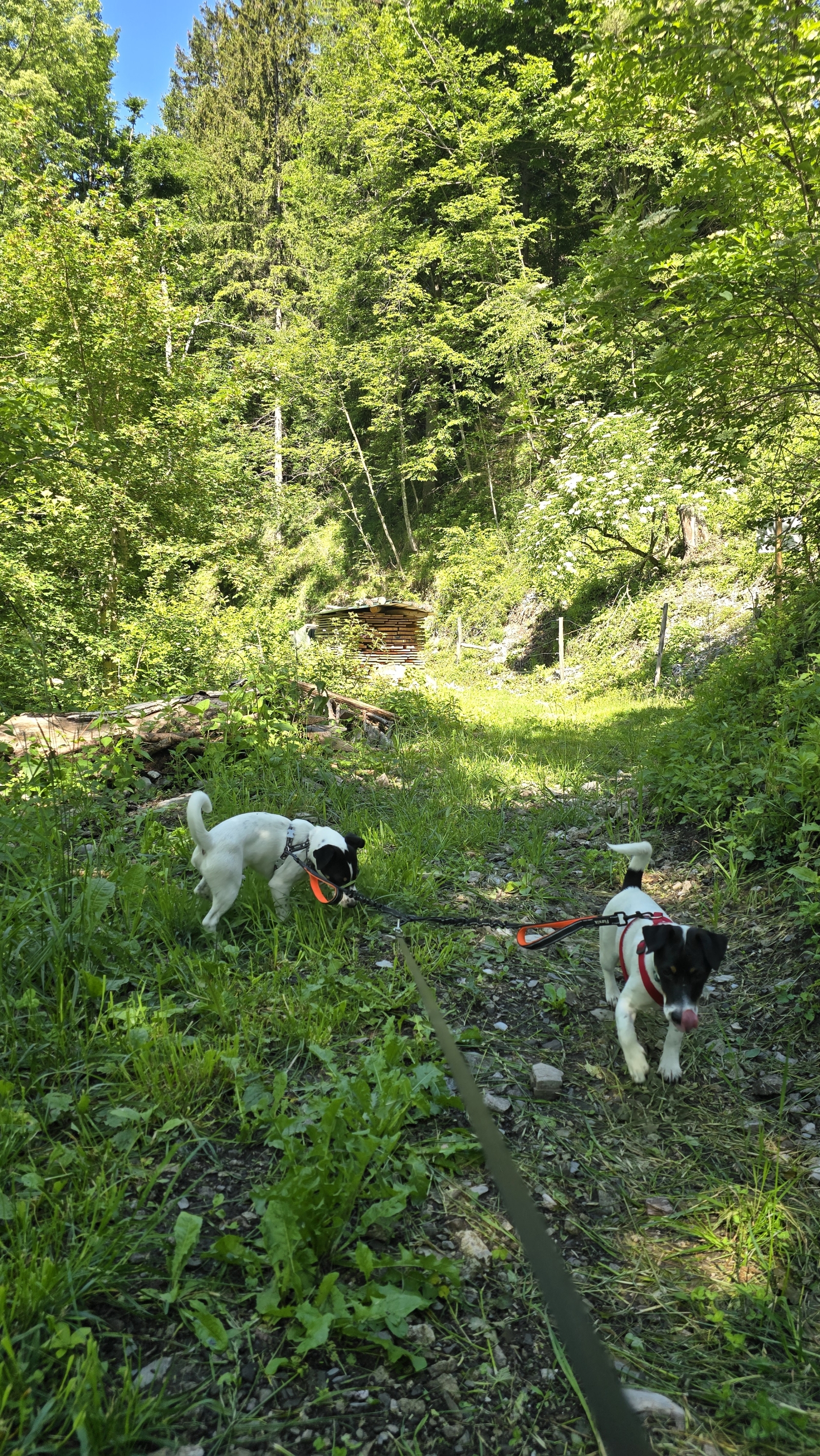 Luna and Tufi our two Jack Russells