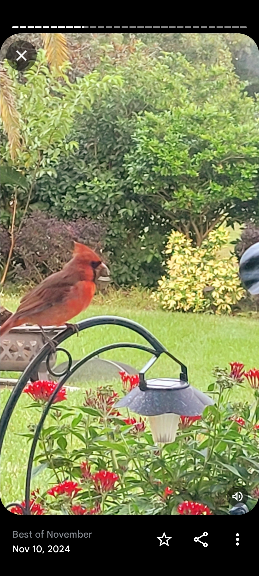 Cardeais vermelhos selvagens freqüentam nossos comedouros de pássaros e uma variedade de mais de 20 ...