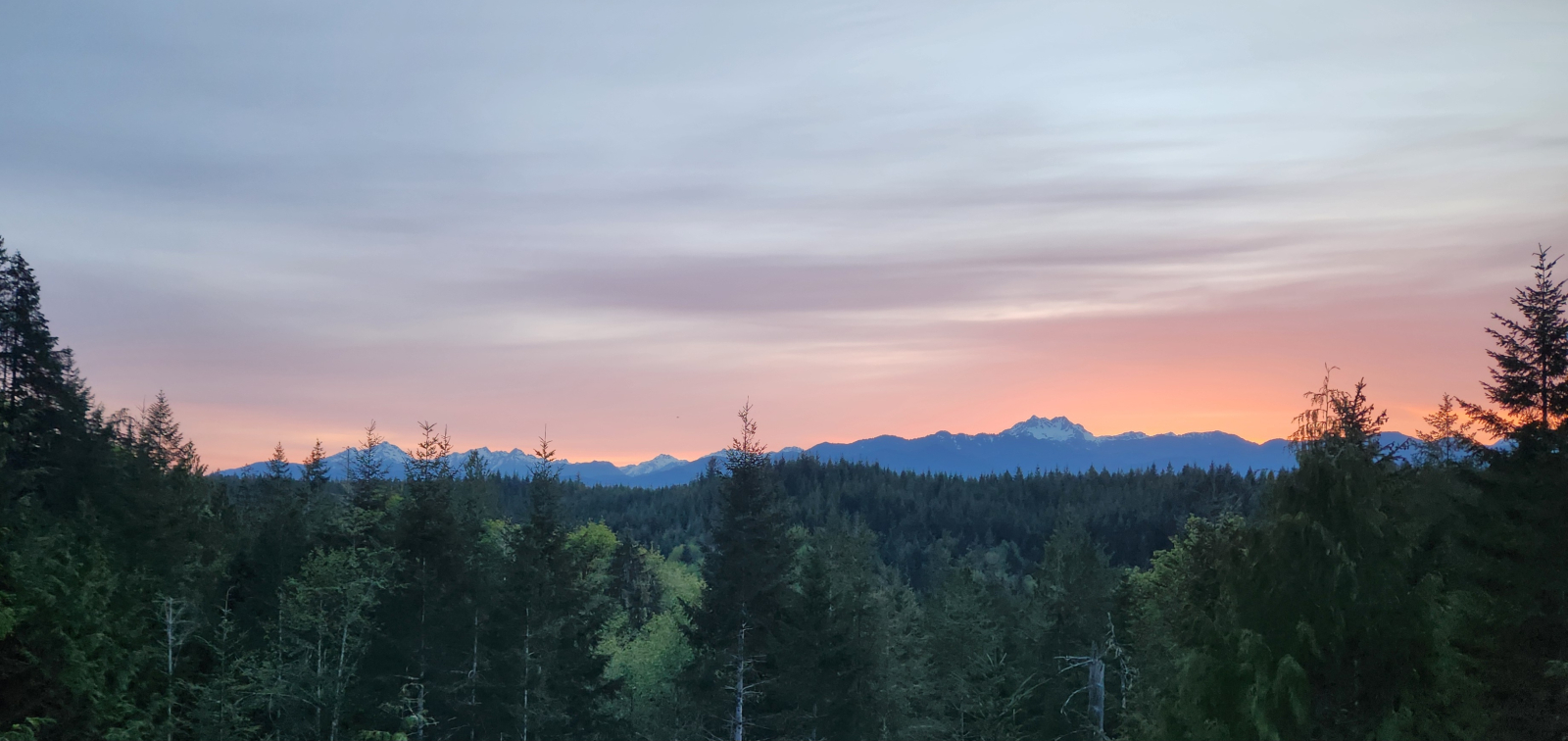 Forest retreat with a view