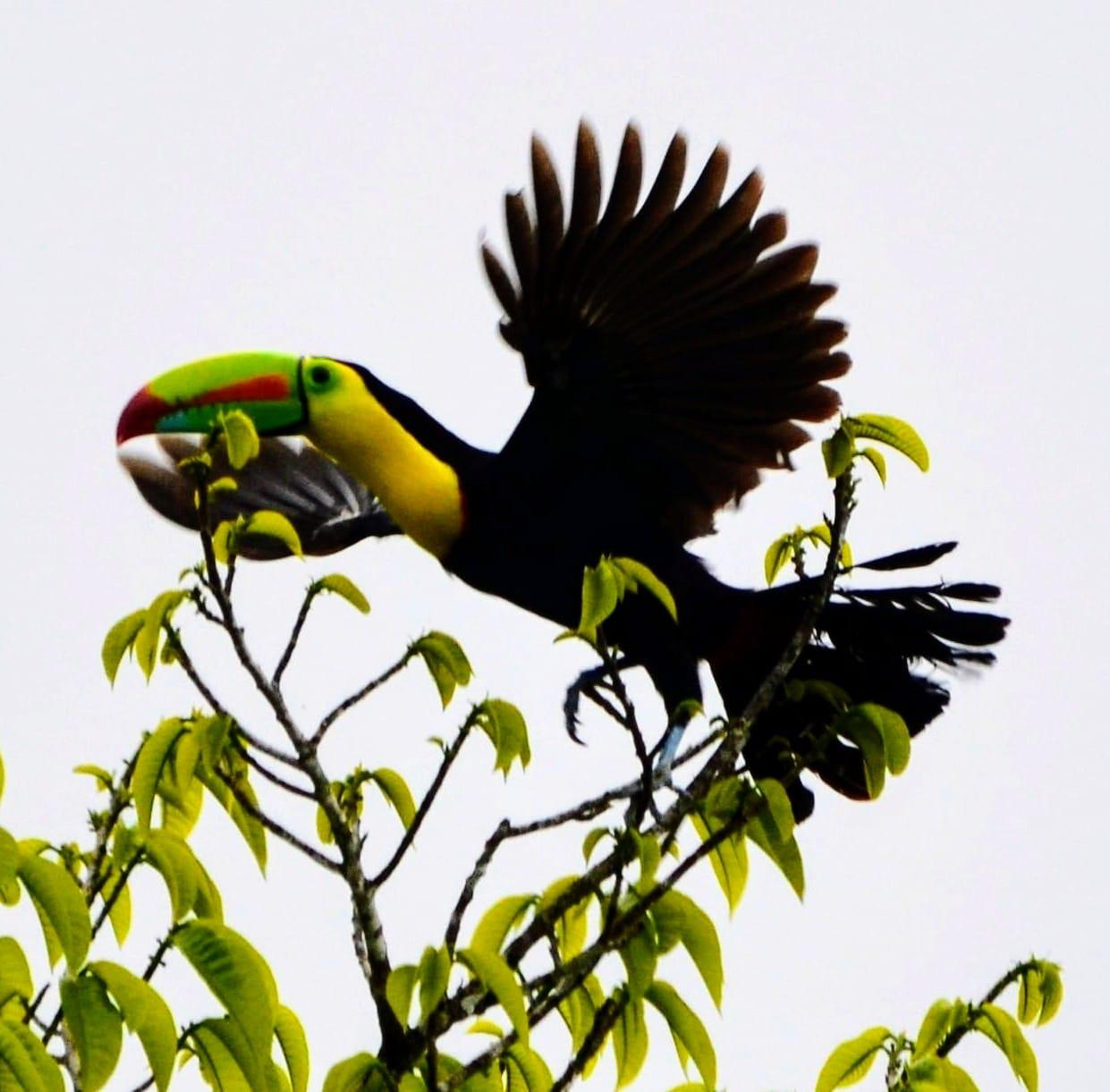 Vediamo tucani quasi ogni giorno.  Santa Fe è un paradiso per gli appassionati di birdwatching