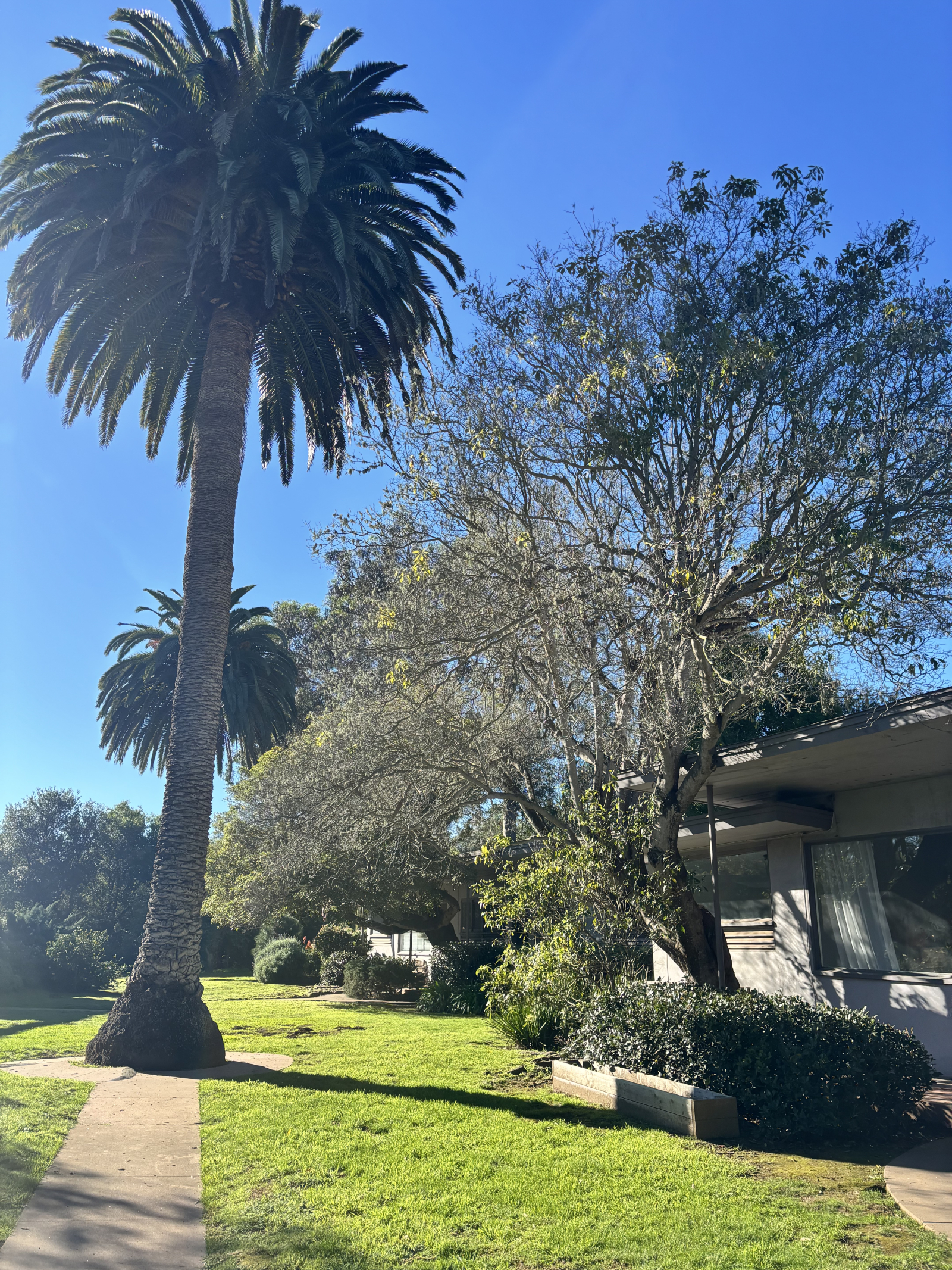 Jardín delantero con grandes palmeras