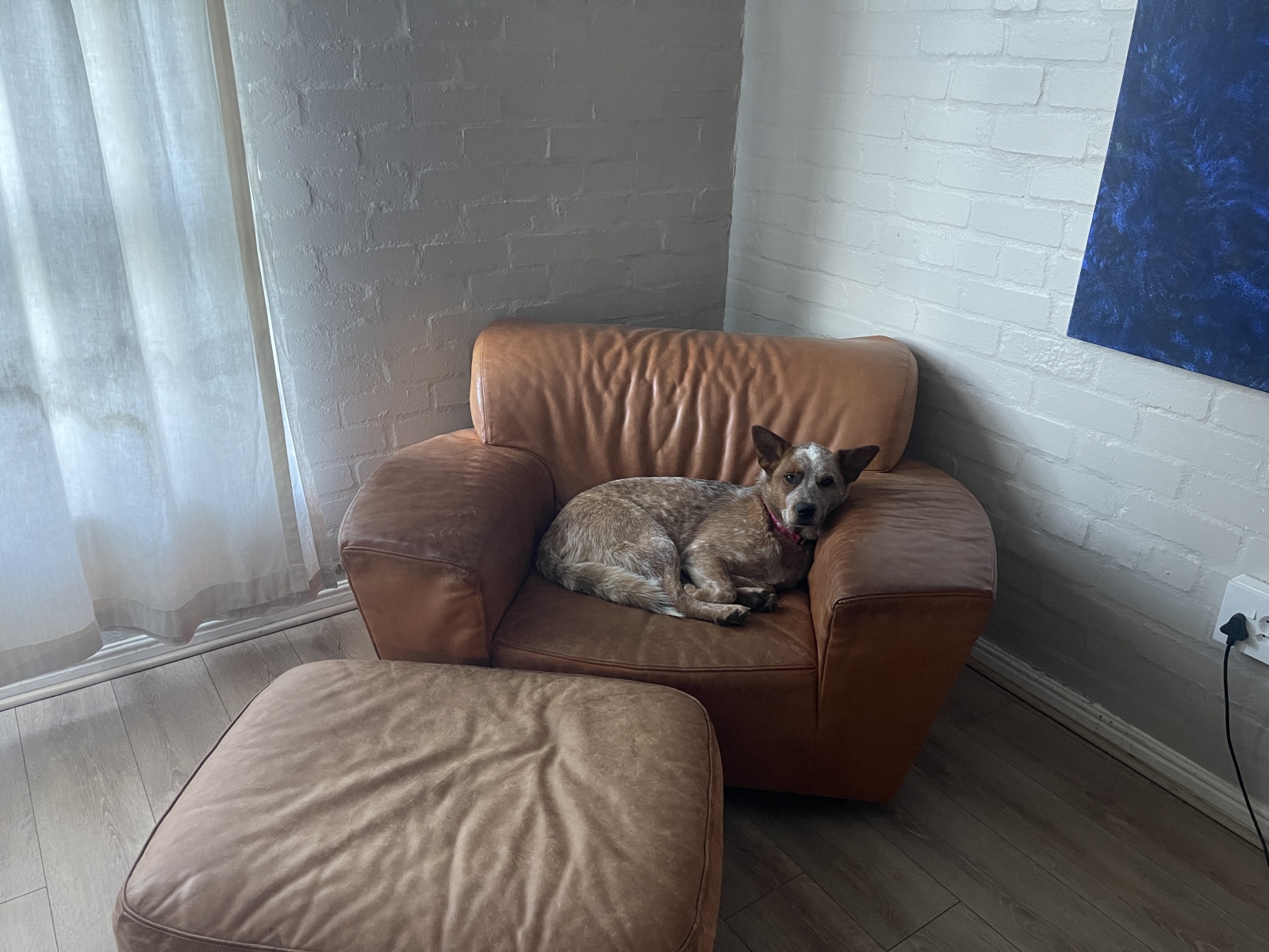 Our dog Zoey love the leather chairs.