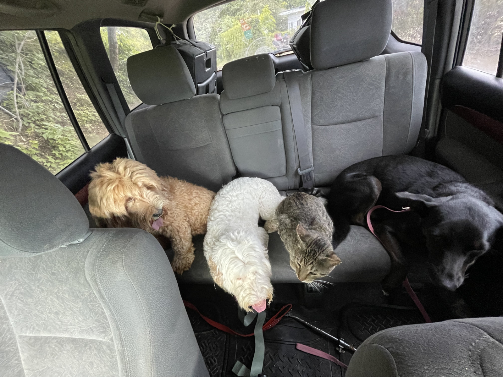 Viajando con nuestras mascotas por nuestra área comunitaria en Santa Teresa en selvas. ☺️