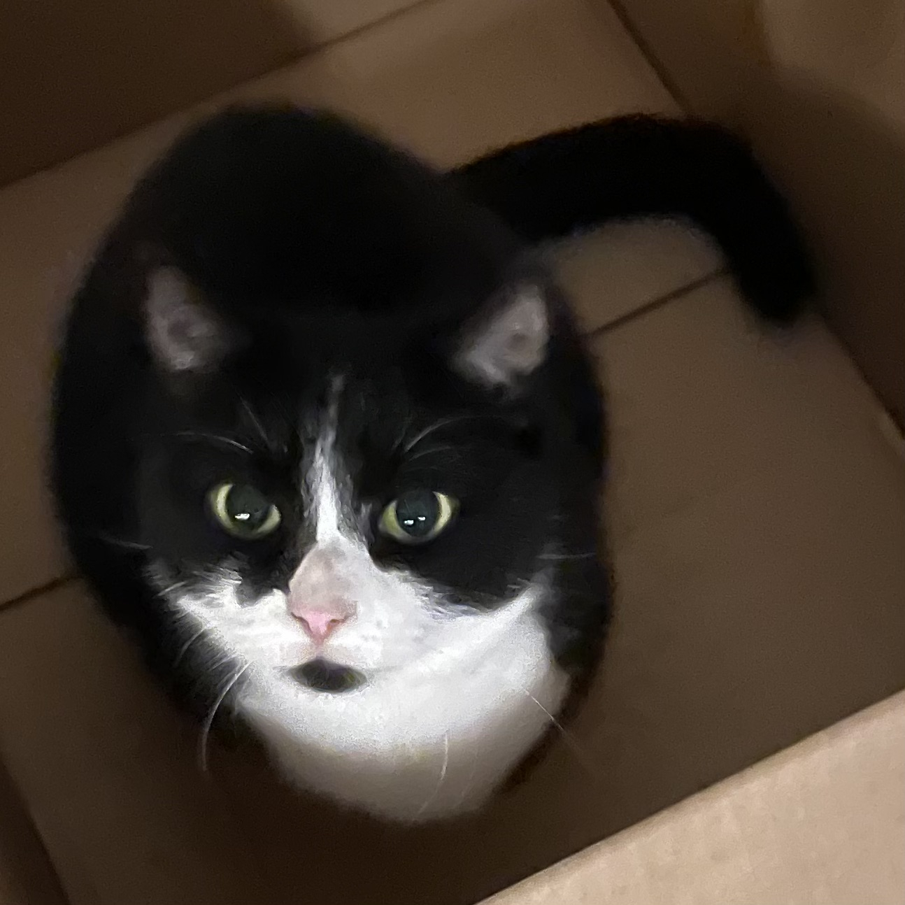 Residente sin complicaciones: Meg.