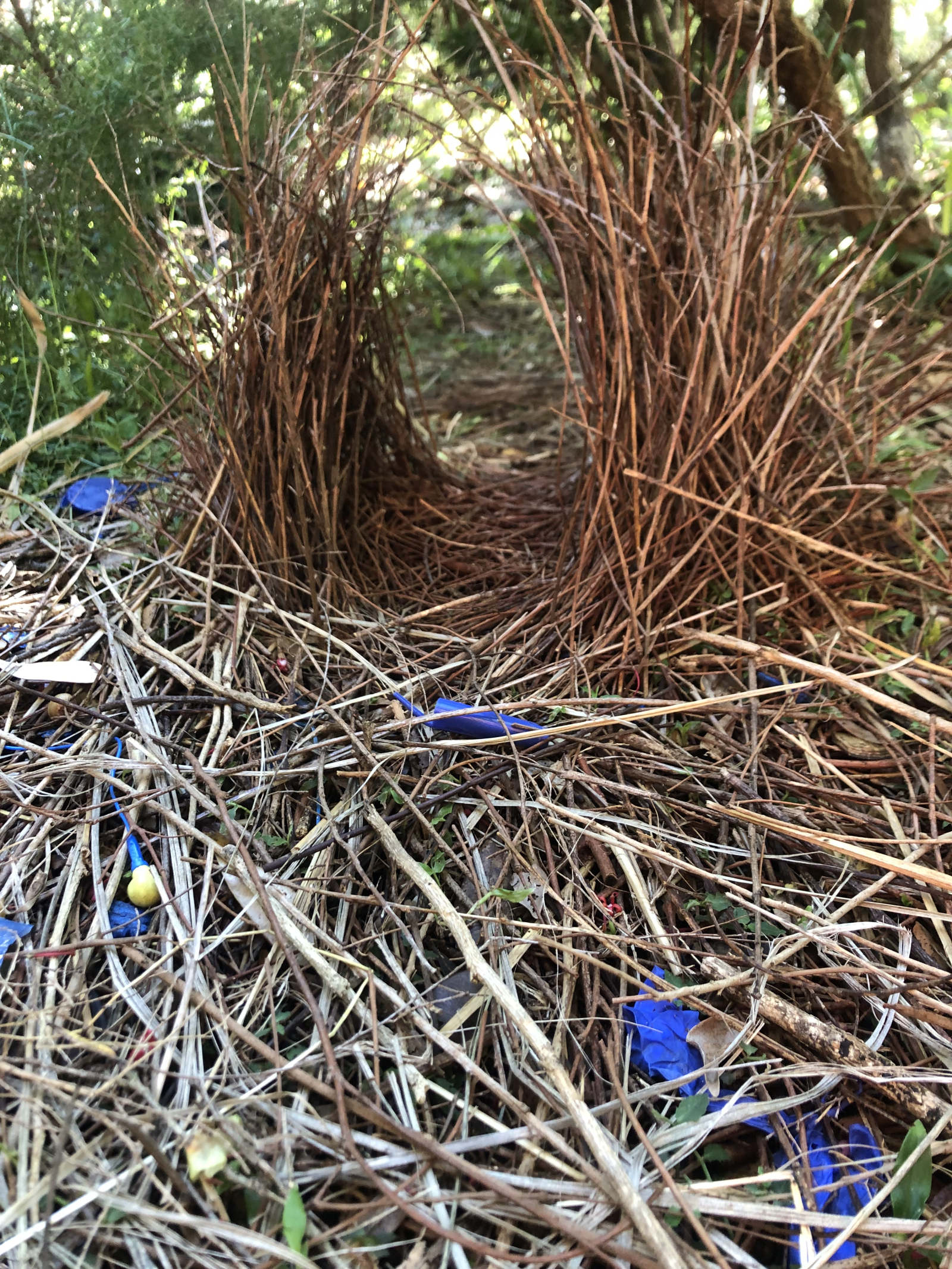 Het prieel van onze inwonende vogel