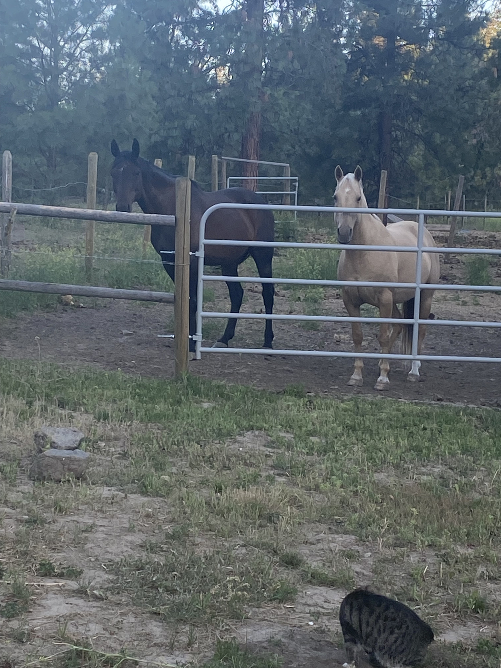 Hershey en Hulst. Ze houden van aandacht