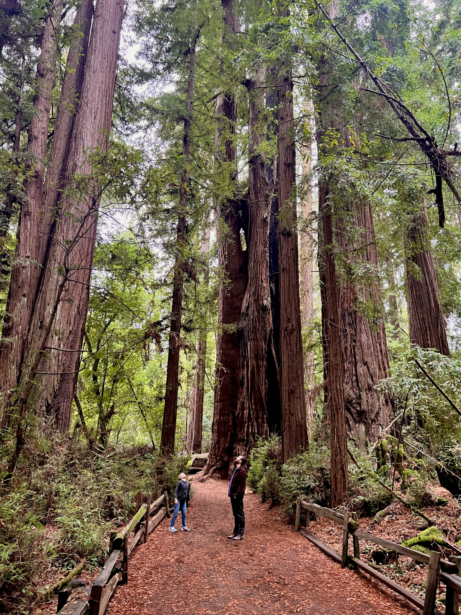 Henry Cowell State Park ligt op ongeveer 40 minuten rijden en heeft een prachtig, gemakkelijk natuur ...