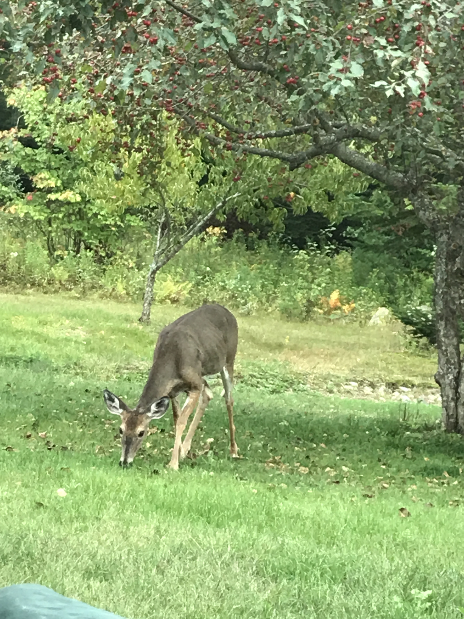 Visitantes do quintal no verão, apreciando os excrementos da macieira.