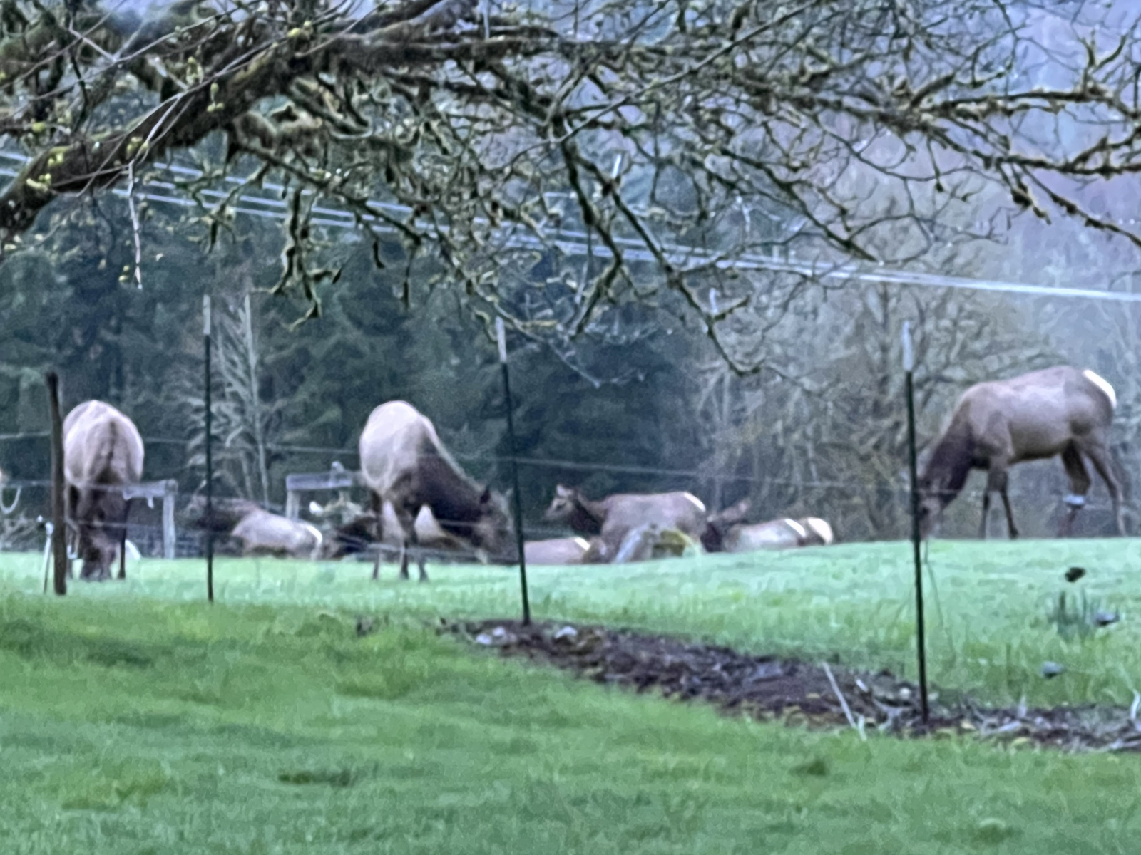 Resort-achtige oase in Oregon, huis met 3 slaapkamers op het terrein, dichtbij Mt Hood en Portland