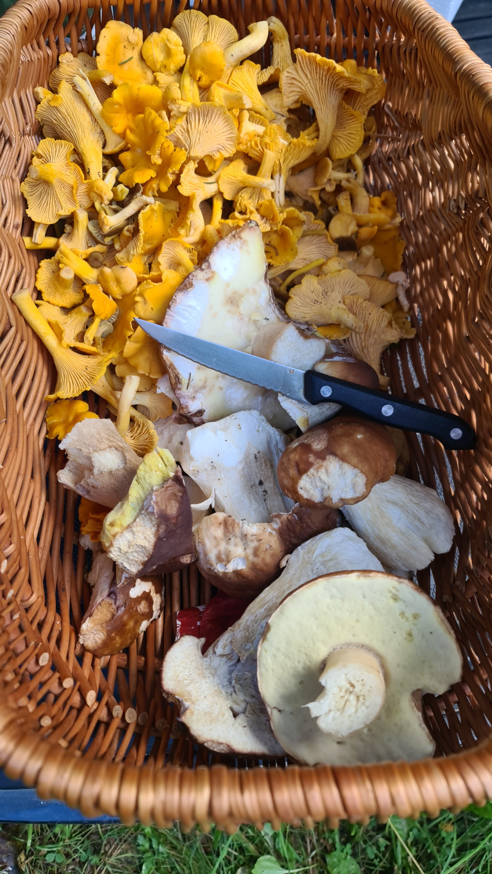 The forests surrounding Trondheim provide opportunities for hiking, swimming in forest lakes and mus ...