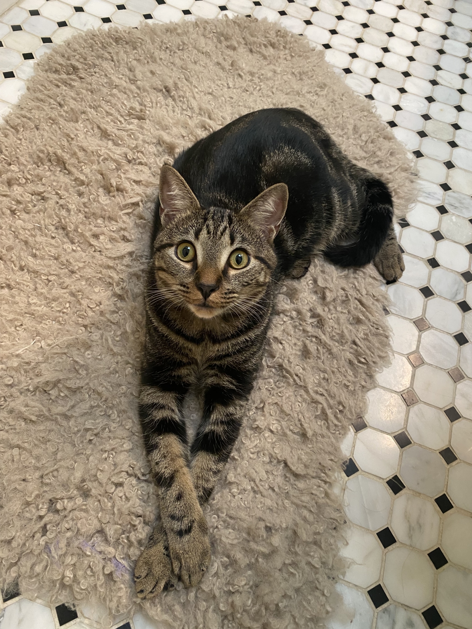 Zentral gelegen in DC mit süßer Katze