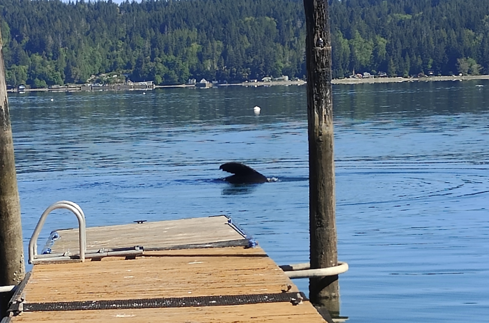 Kijk uit over de fjord die alleen op het Amerikaanse vasteland te vinden is in ons onlangs gerenoveerde, ruime huis.