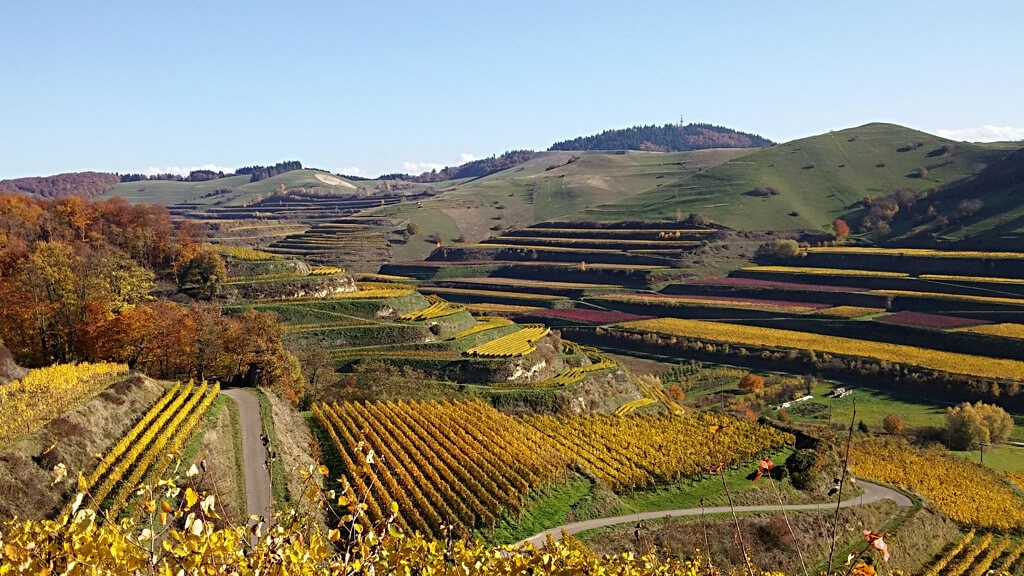 Zwischen dem Schwarzwald und den Weinbergen des Elsass