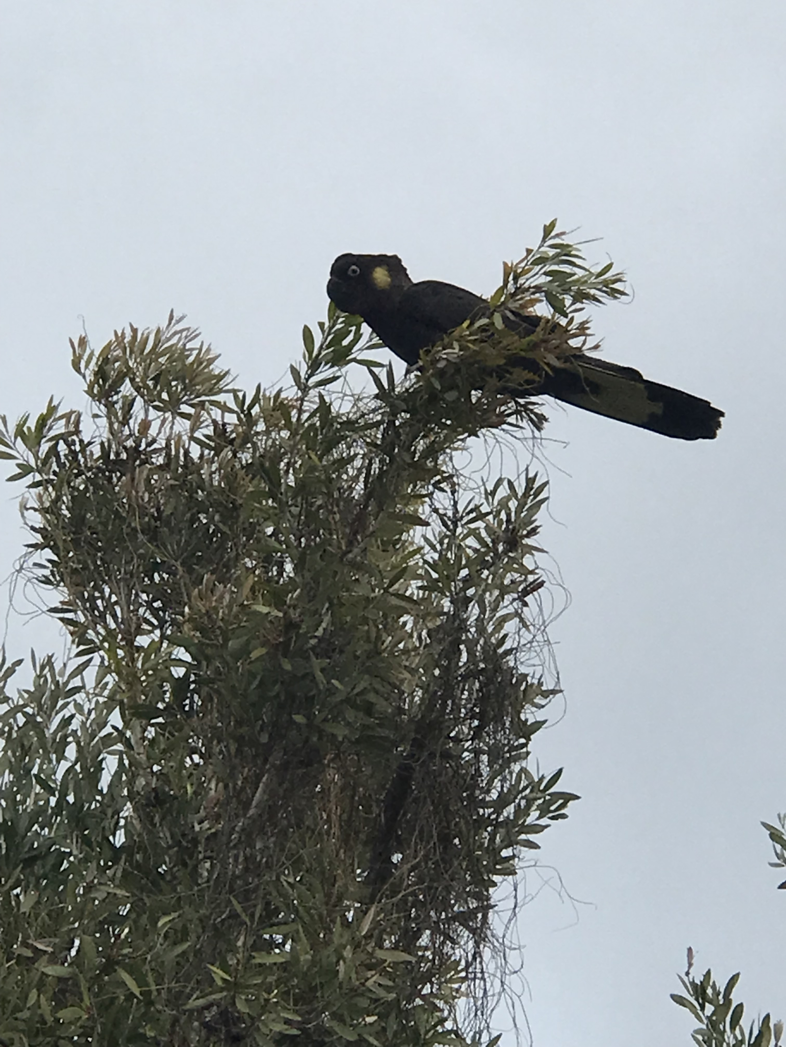 Schwarze Kakadus im Reservat vor der Hintertür