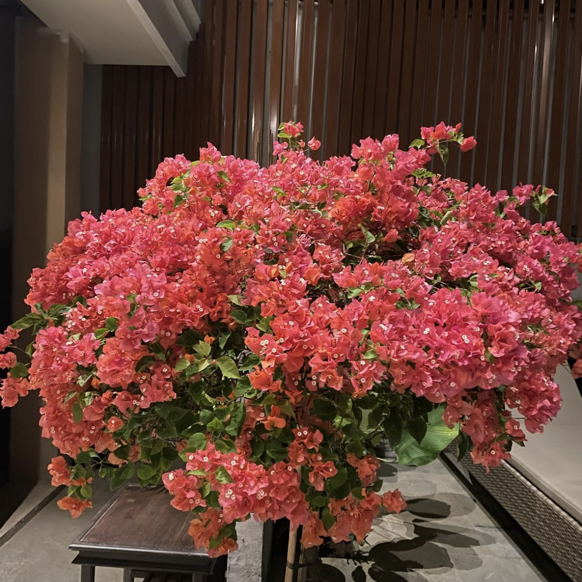 Una de las bellezas de la naturaleza.