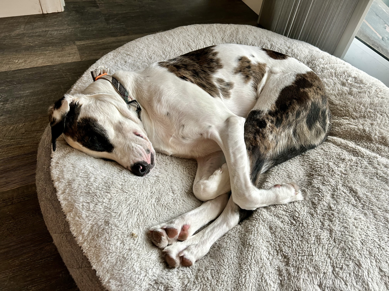 Kevin. As in Kevin McAllister from home alone. He is a wild man (just 2 yrs old). He’s a lover too a ...