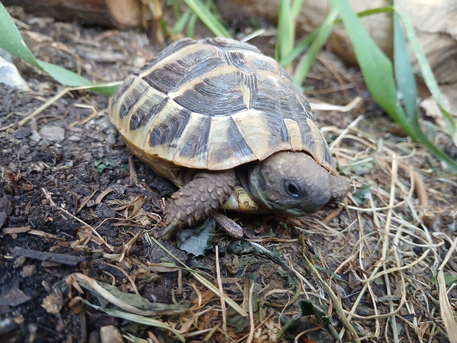 Venez vous reposer avec la possibilité de nombreuses activités à Graz et dans les environs. Appartement calme de 4 pièces avec grand balcon