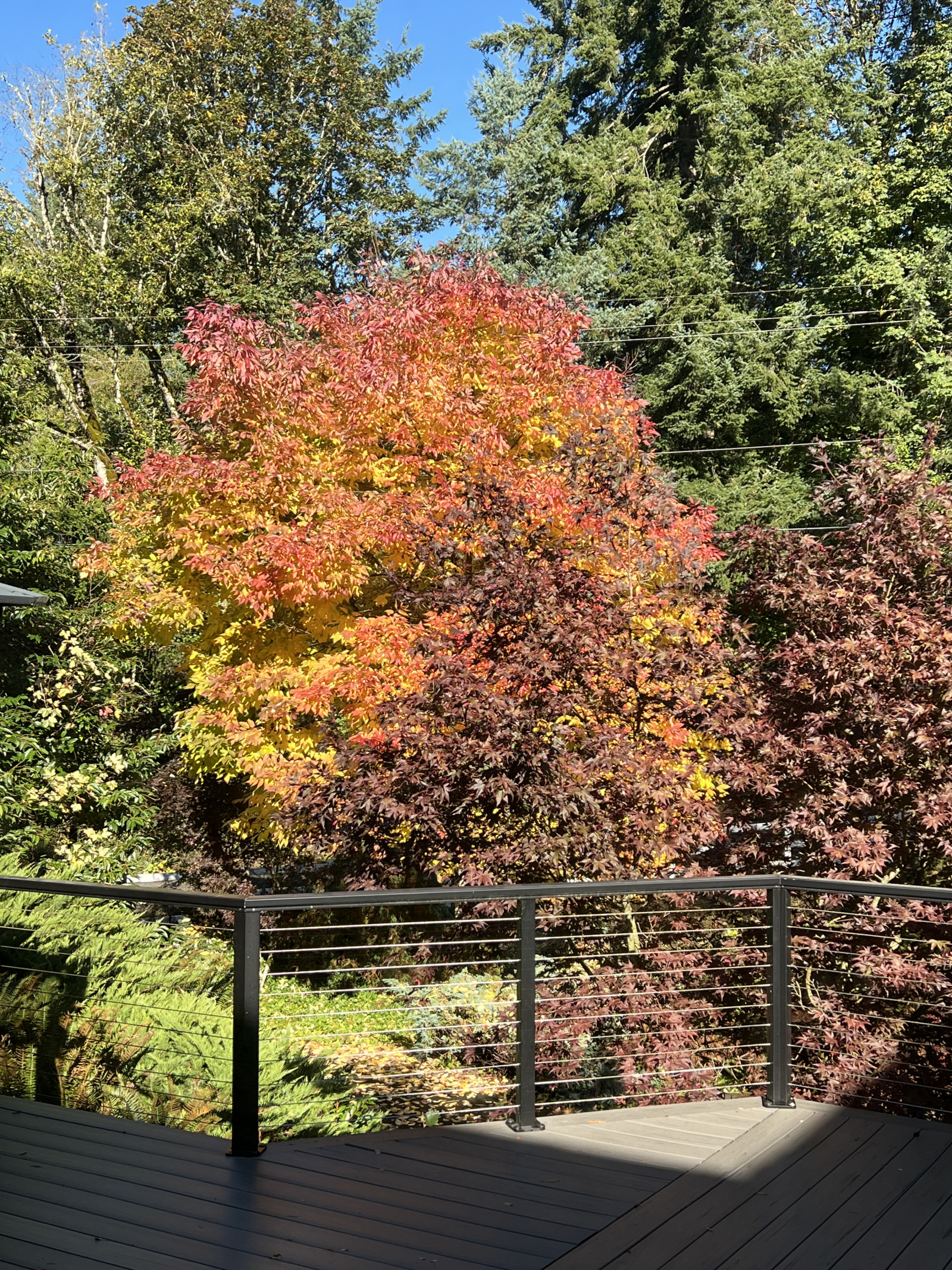 View from the back Porch