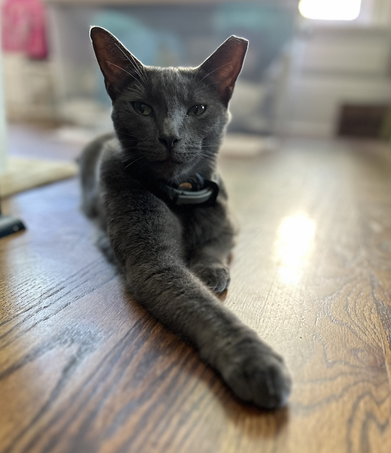 Nuestro gatito del porche: Medianoche. Viene por la noche, pero puede pasar con gente nueva en la ca ...