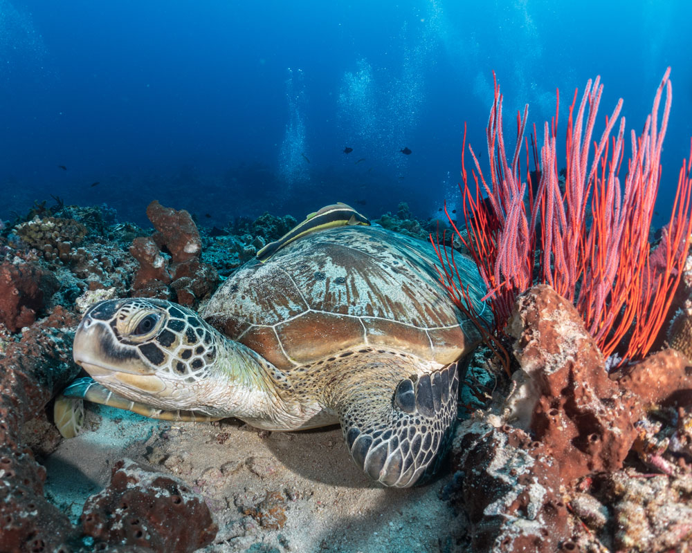 Meso American reef diving