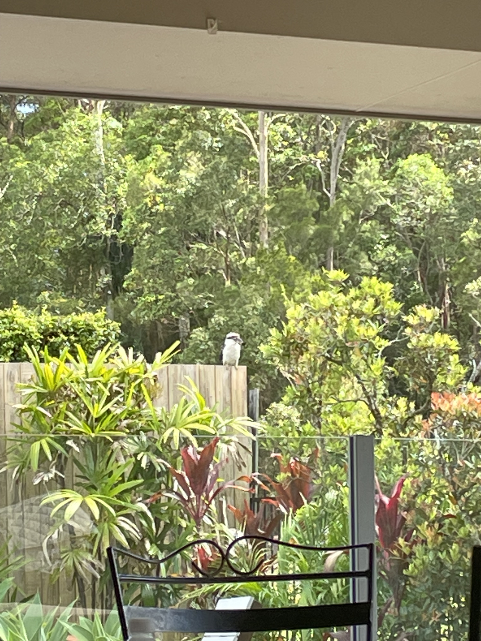 Curious kookaburra perched on our fence