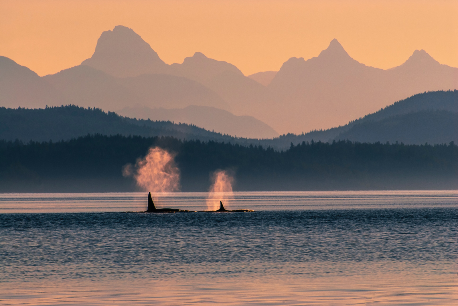 Abbiamo avvistato queste due orche appena al largo della costa.