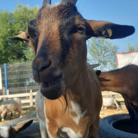 Ci sono diverse fattorie per animali vicino alla città (a 20-50 minuti di distanza).