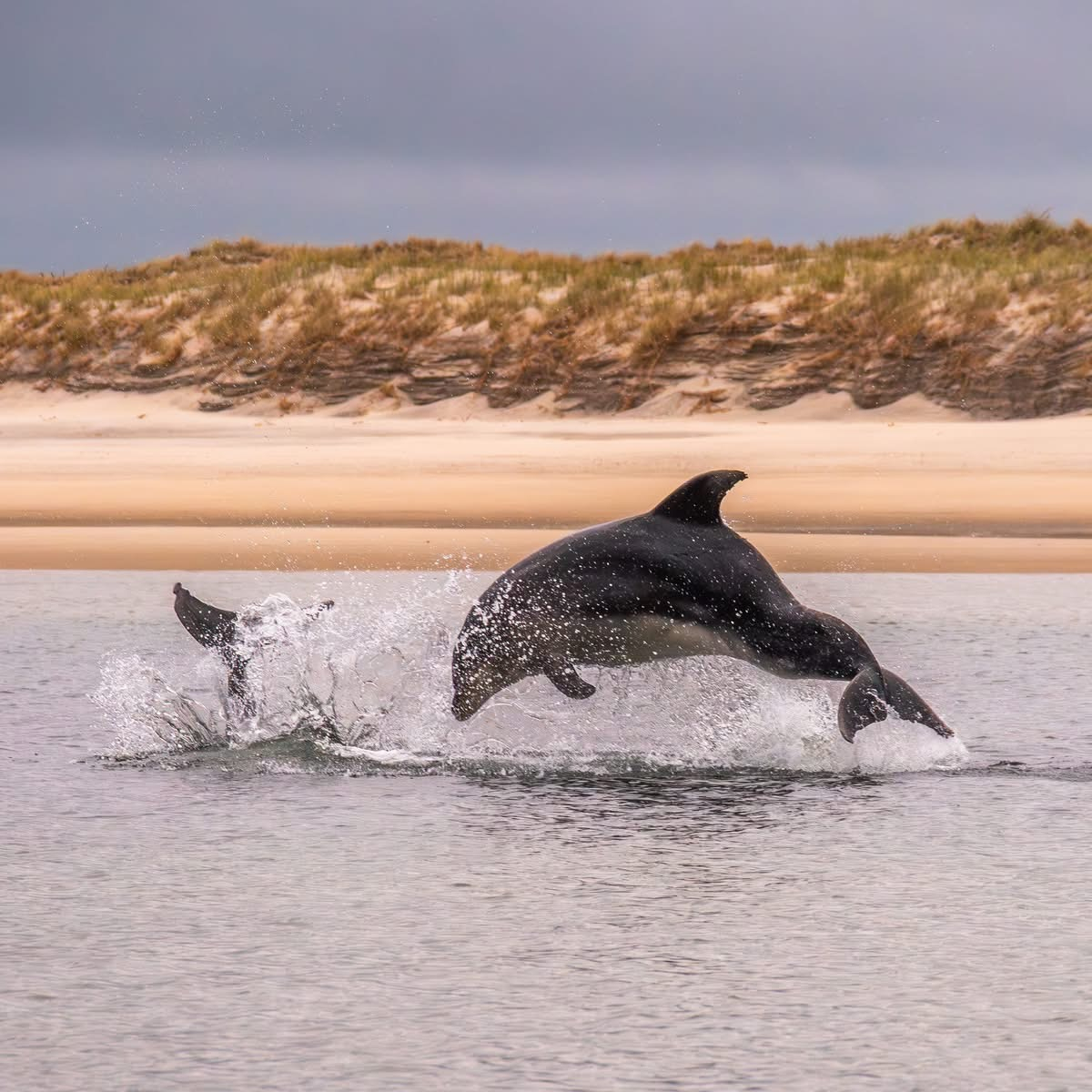 Dolphins, and orca are regular visitors to the estuary and beaches. You might even spot a few stingr ...