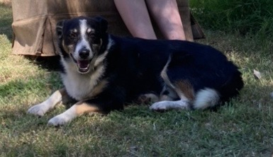 Tom - Border Collie X (miniatuur formaat Border Collie)