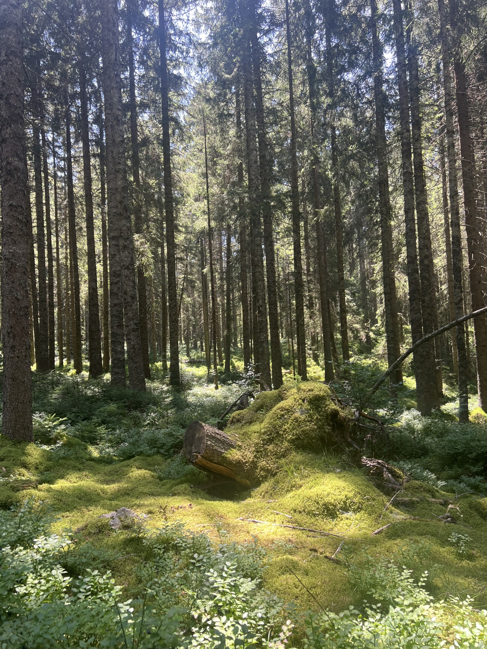 Zwischen dem Schwarzwald und den Weinbergen des Elsass