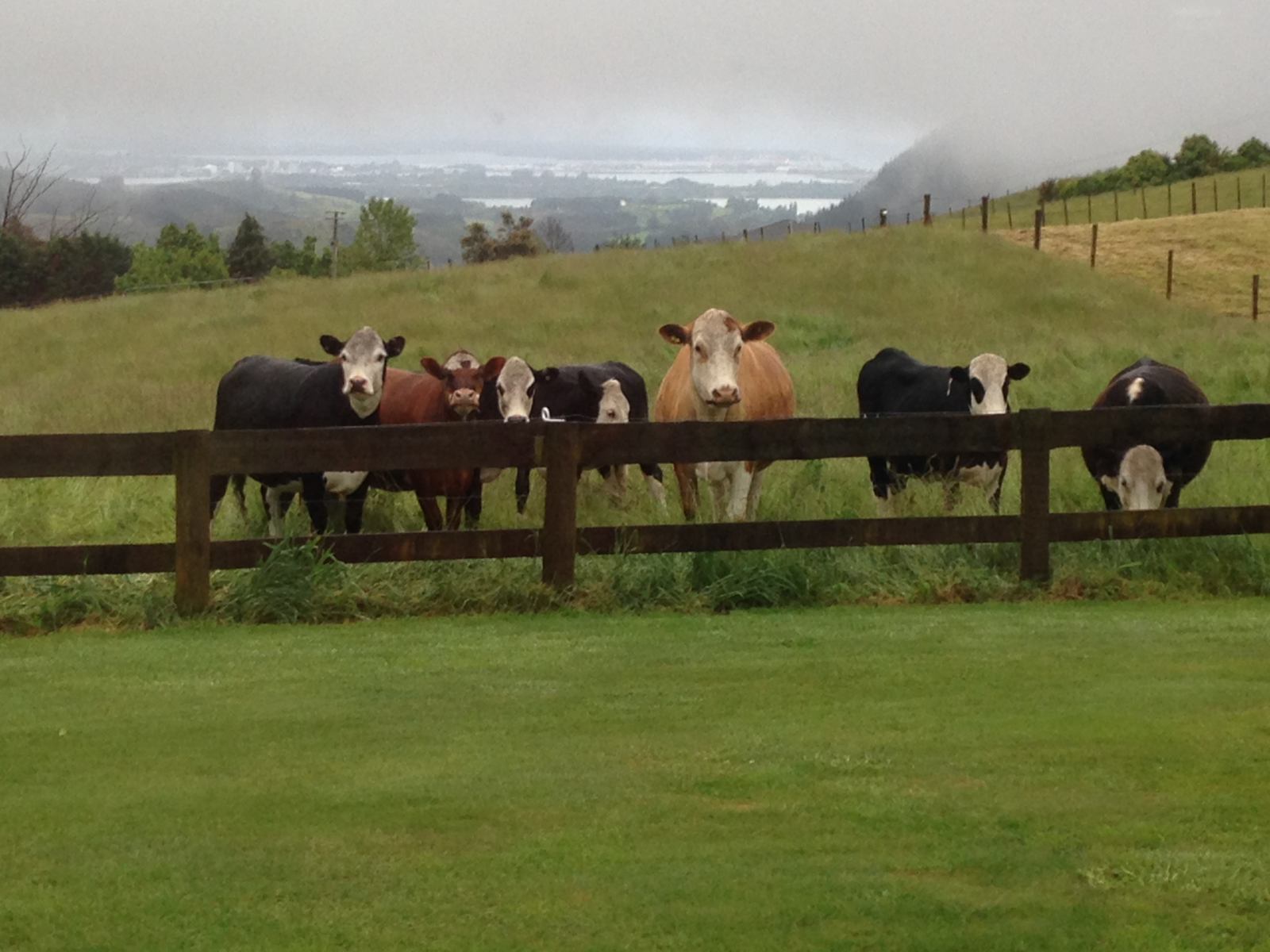 Our friendly herd of cows.