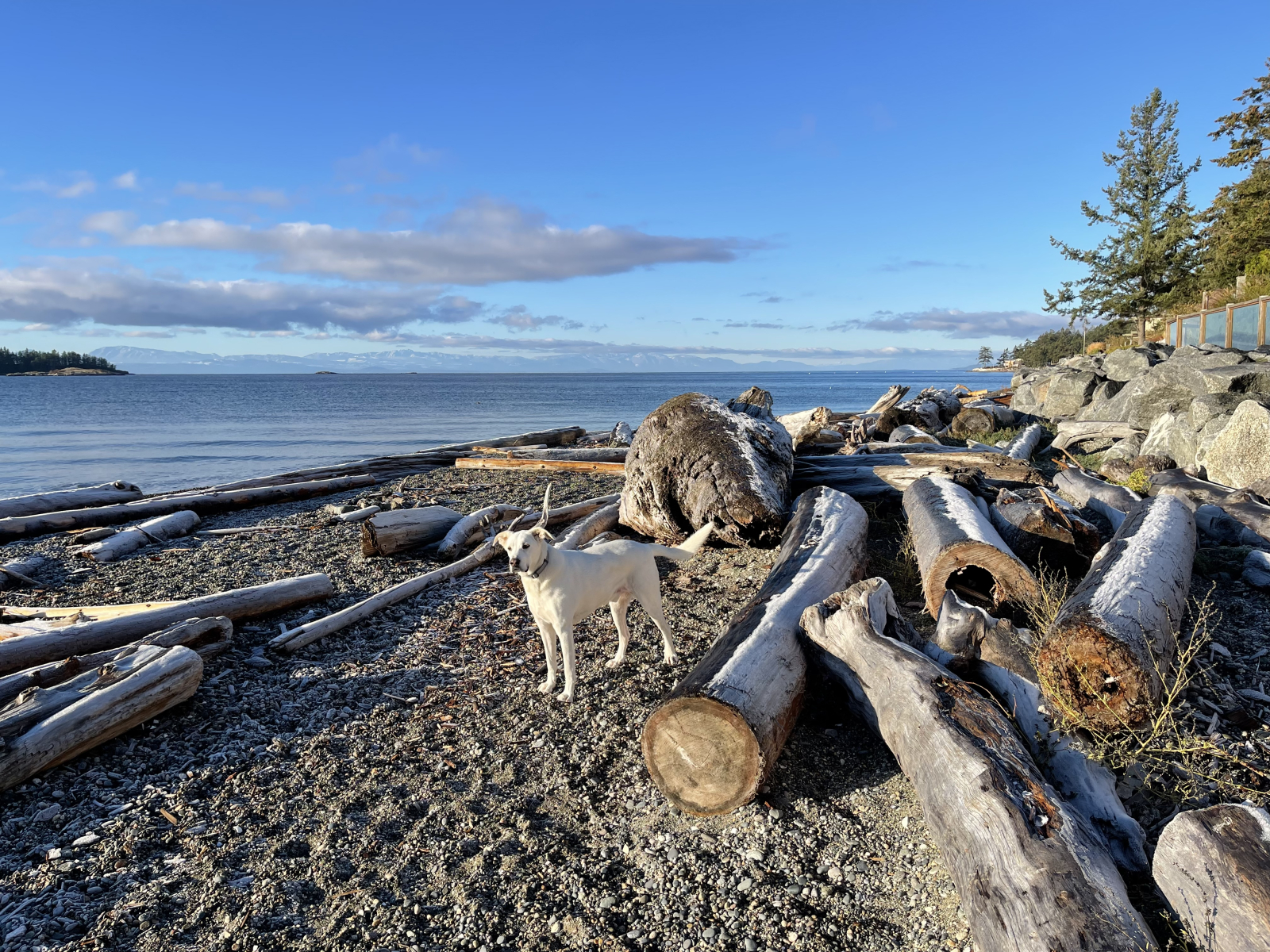 Our home is pet friendly.