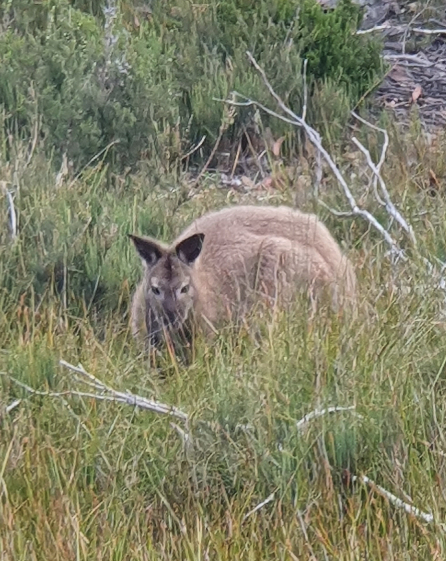 Wallaby à Cradle Mountain