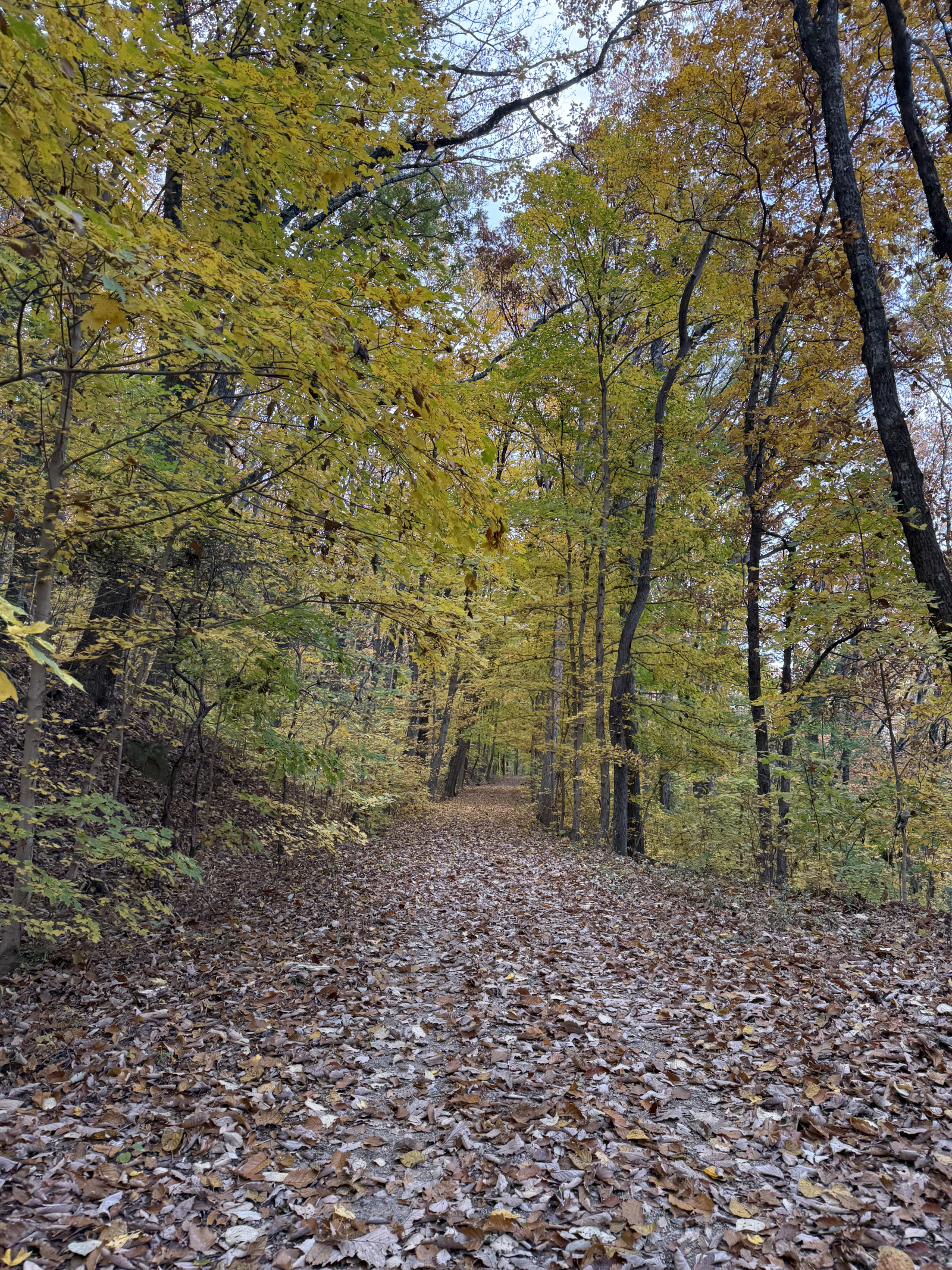Miles of hiking on Lookout Mountain (my personal favorite), also Signal Mountain, and the Smoky Mountain National Park is 2.5 hours away
