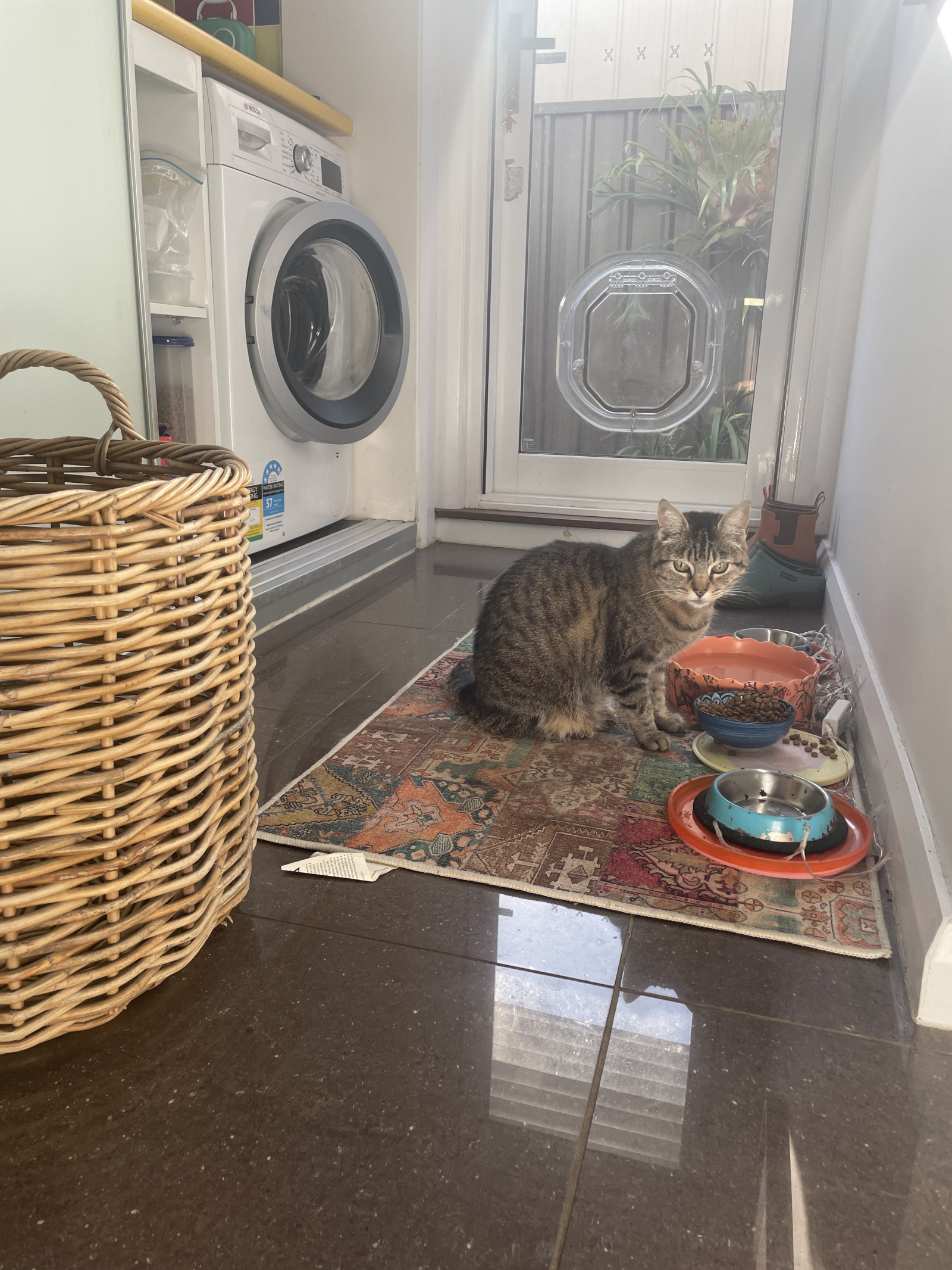 Our old girl Peaches.