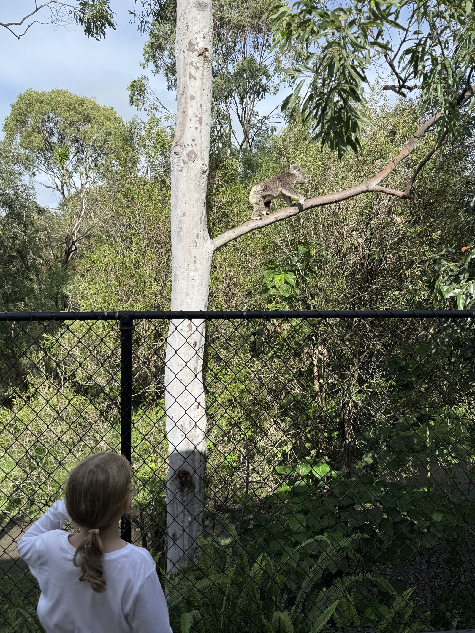 Koala spotting (we live behind a nature reserve / koala habitat)