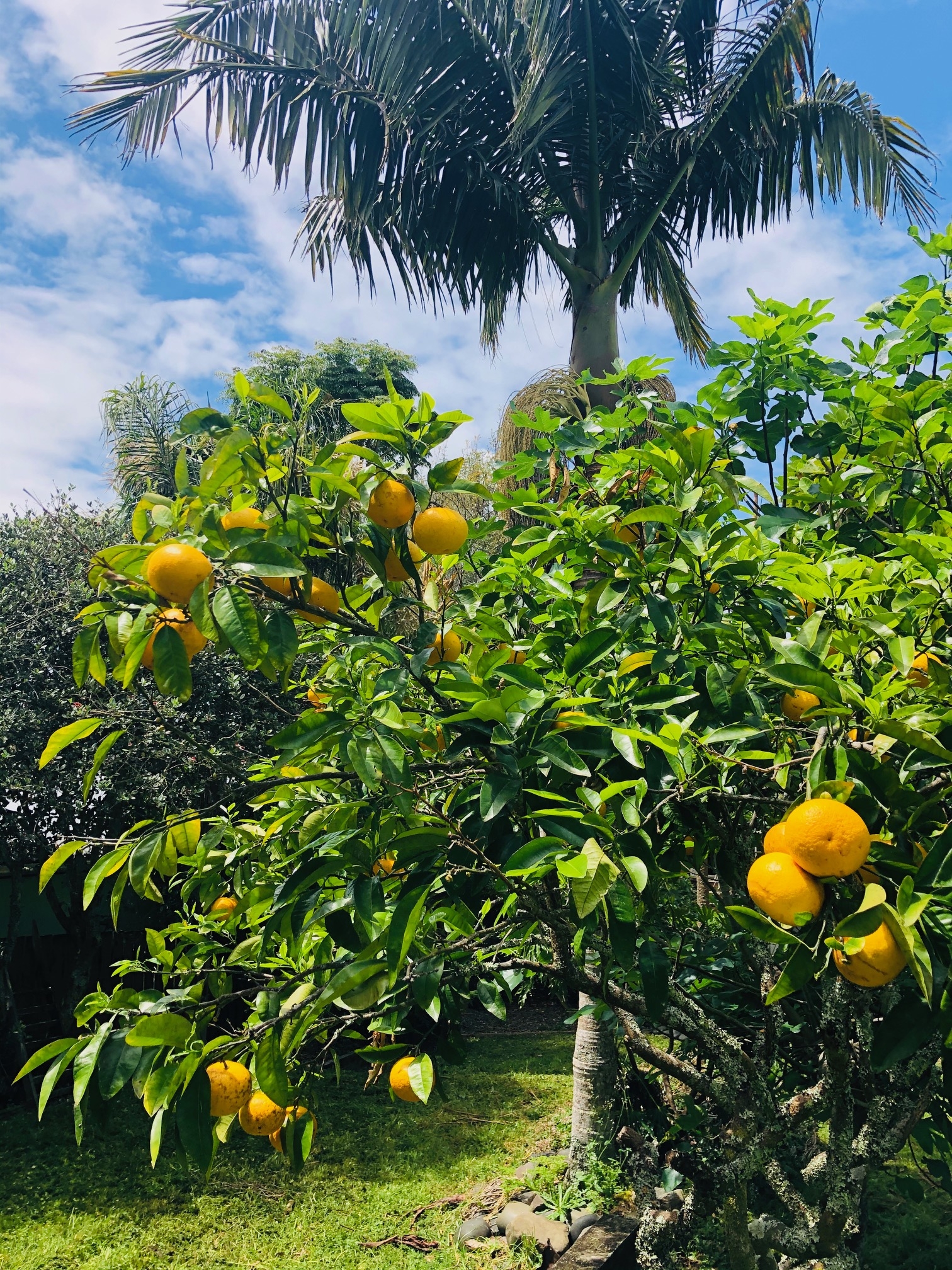 Orange tree in back garden