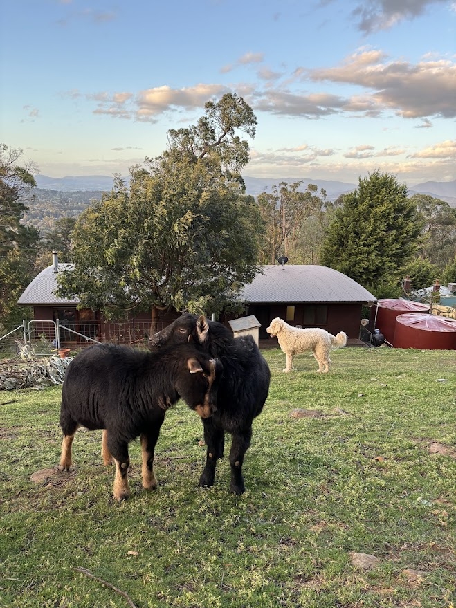 Thuis in de heuvels met uitzicht over de Yarra Valley en de skyline van het CBD, prachtige zonsondergangen en mini-geiten! <1 uur vanaf het stadscentrum