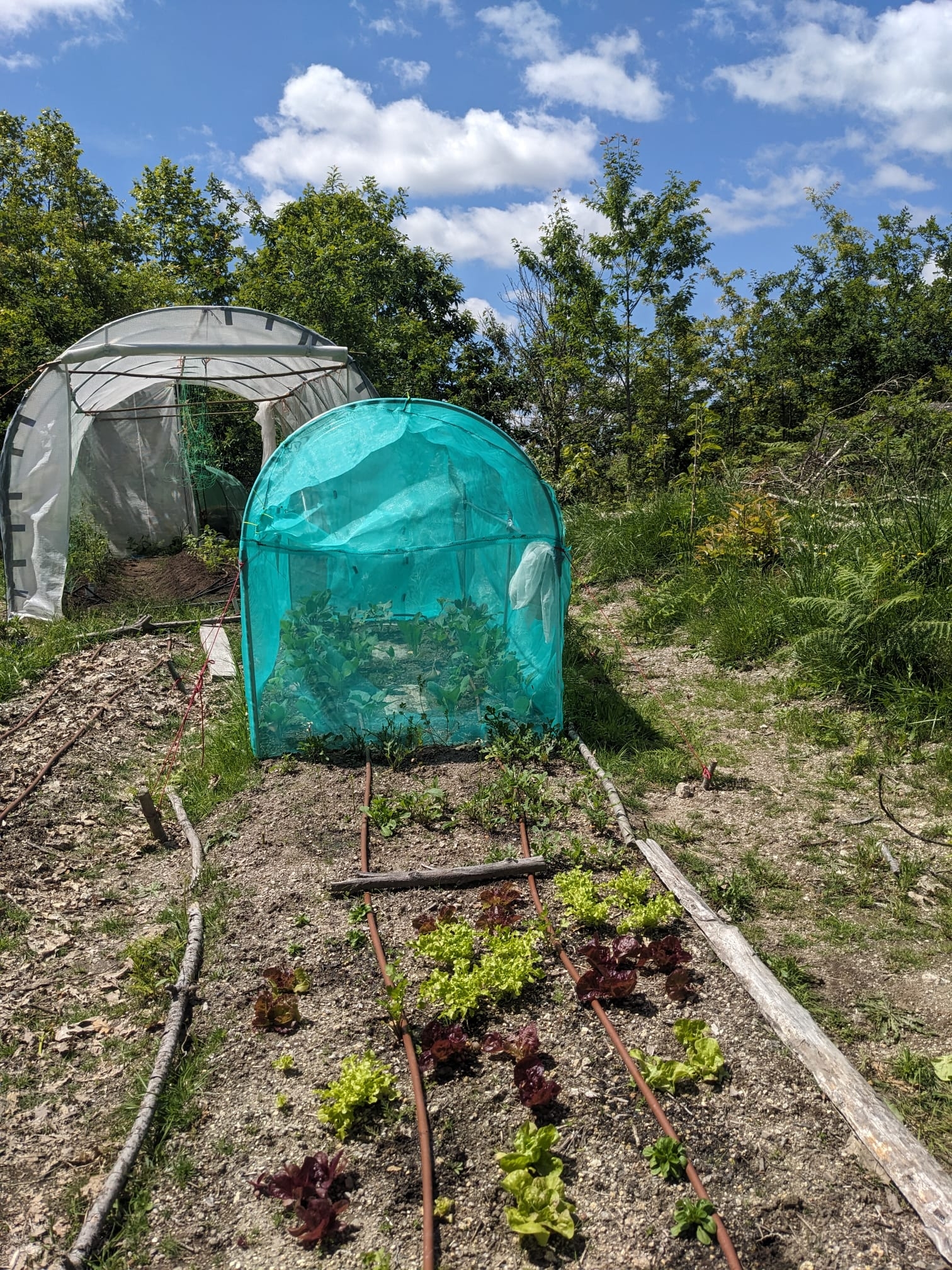 Eco-huis genesteld tussen de bomen