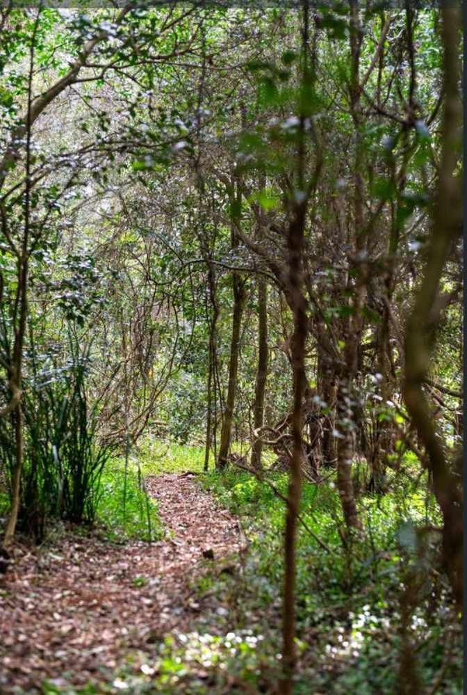 Paseo por la selva tropical junto a la casa: ¡cuidado con los wombats y equidnas!