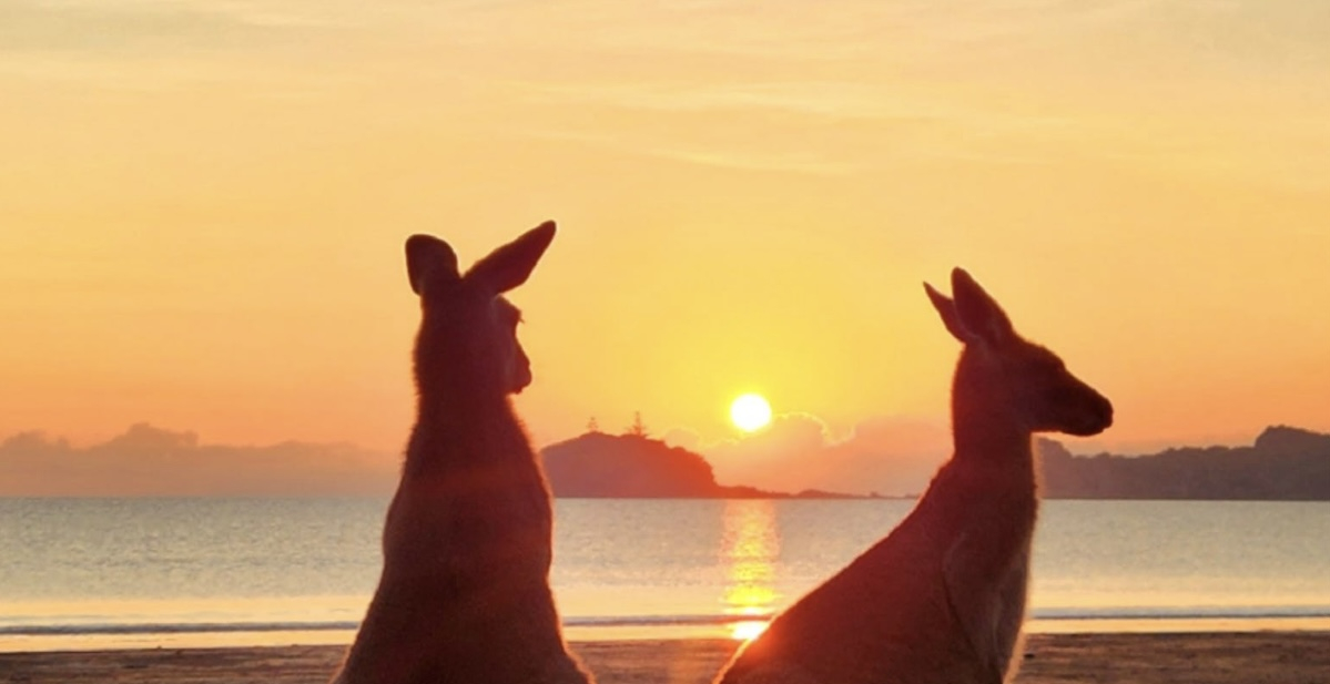 Sunrise with Kangaroos on the beach at Cape Hillsborough National Park